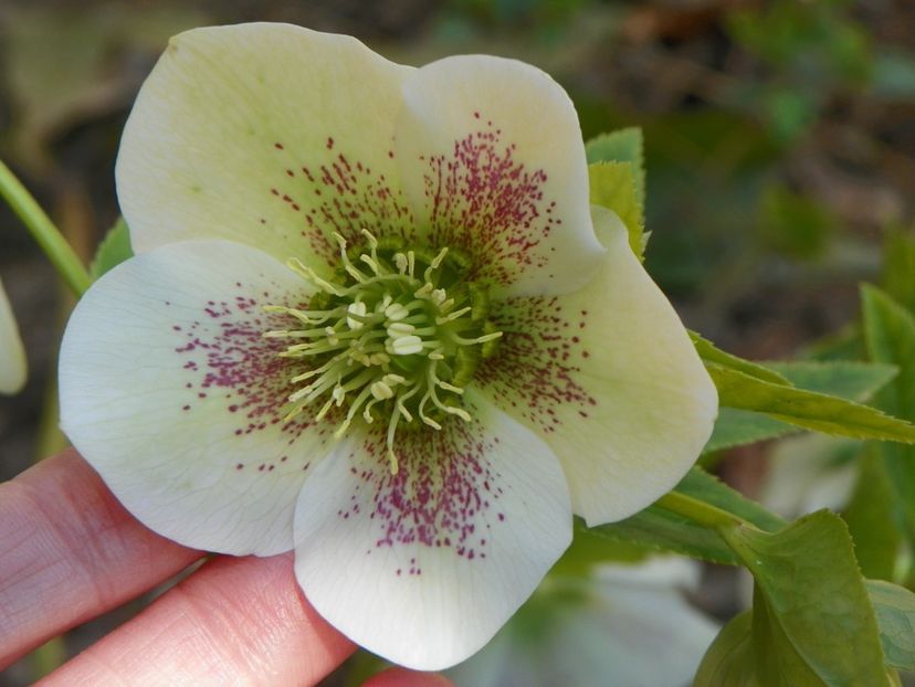 3 apr (46) - Primavara 2017