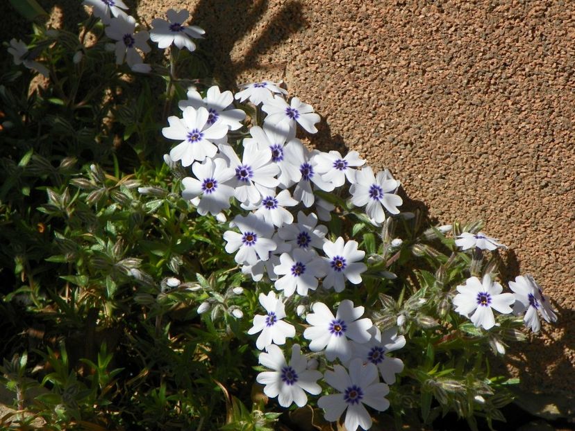 phlox subulata Bavaria - Primavara 2017