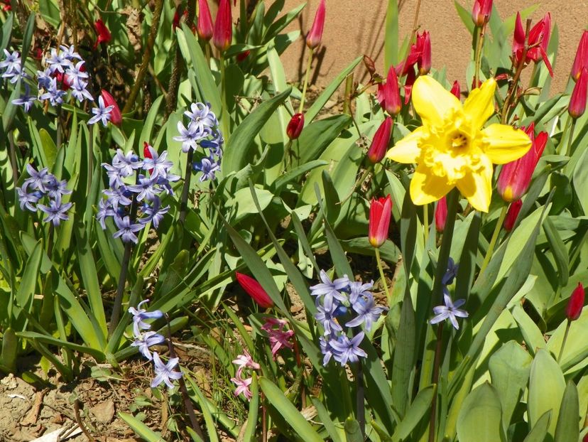 3 apr (53) - Primavara 2017