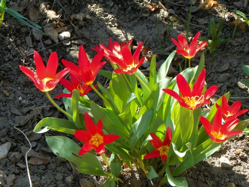 3 apr (54) - Primavara 2017