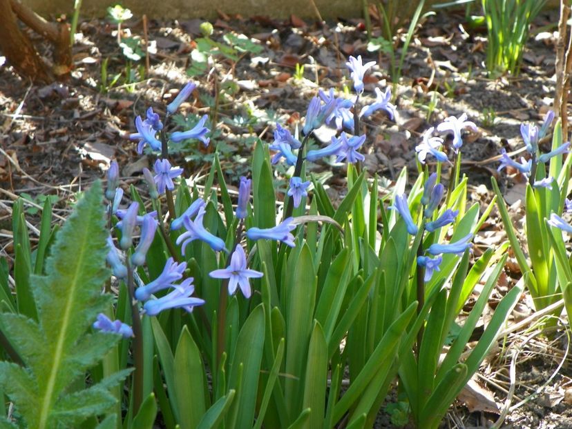 3 apr (55) - Primavara 2017