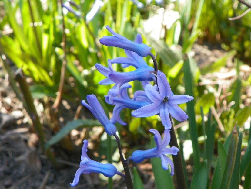 3 apr (56) - Primavara 2017