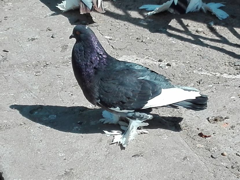 femela linia noua - 2016_2_Tineret