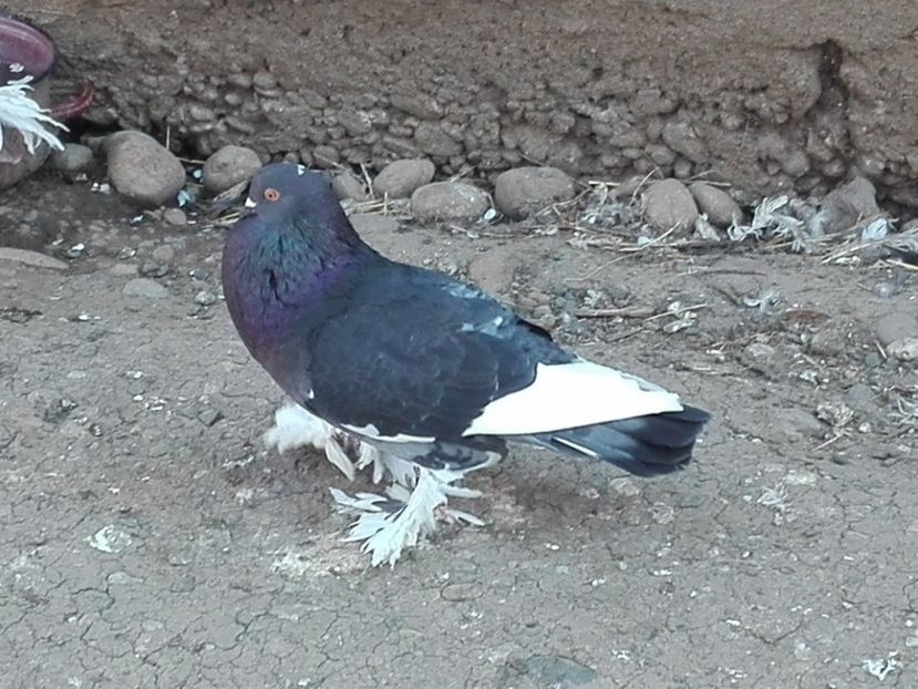 femela linia noua - 2016_2_Tineret