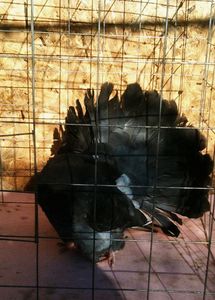 m - VANZARE voltat englez