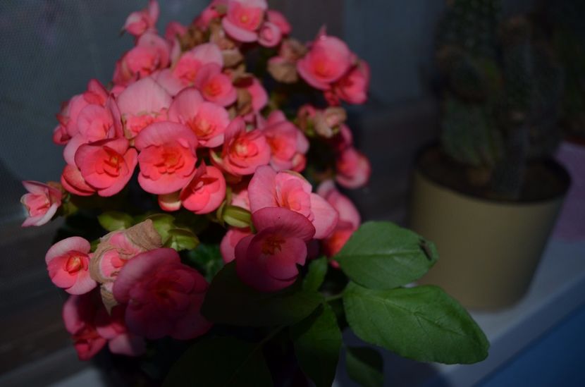  - dragostea  de natura