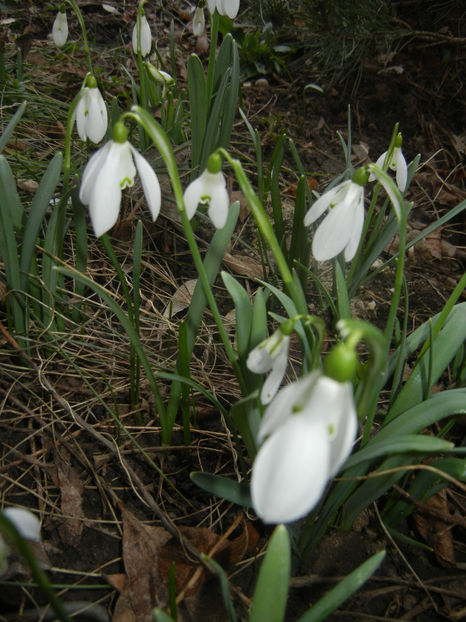 Snowdrops_Ghiocei (2017, March 01) - GHIOCEI_Galanthus nivalis