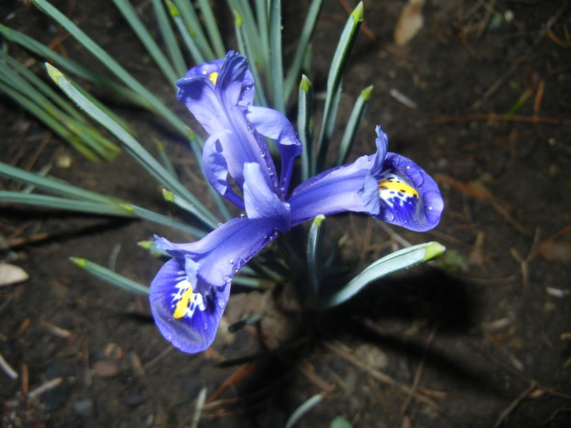 Iris reticulata Blue (2017, March 06) - Iris reticulata Blue