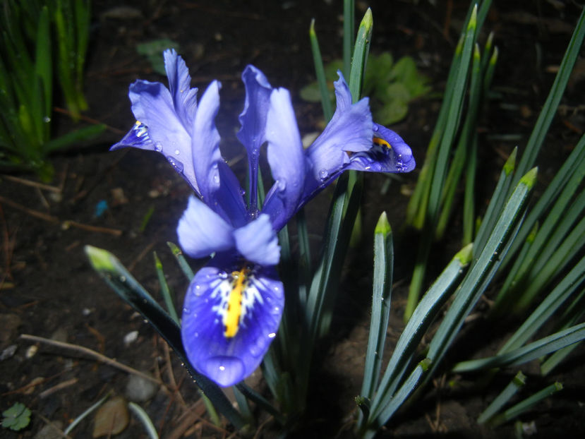 Iris reticulata Blue (2017, March 06) - Iris reticulata Blue