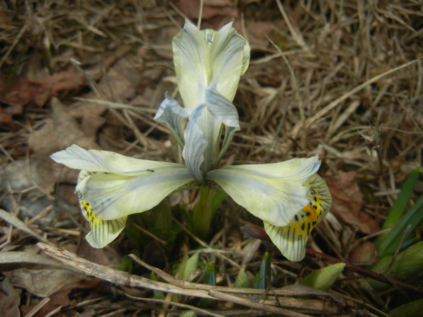 Iris Katharine Hodgkin (2017, March 12) - Iris reticulata Katharine Hodgkin
