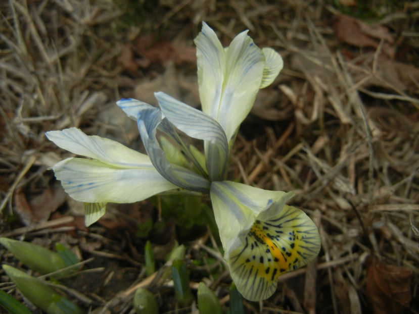 Iris Katharine Hodgkin (2017, March 12) - Iris reticulata Katharine Hodgkin