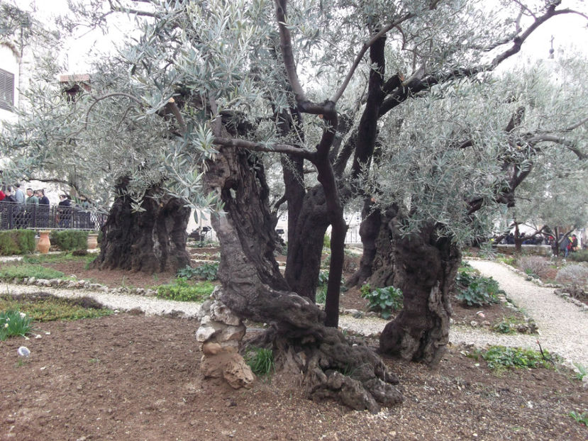 gradina Ghetsimani - a cincea zi de pelerinaj