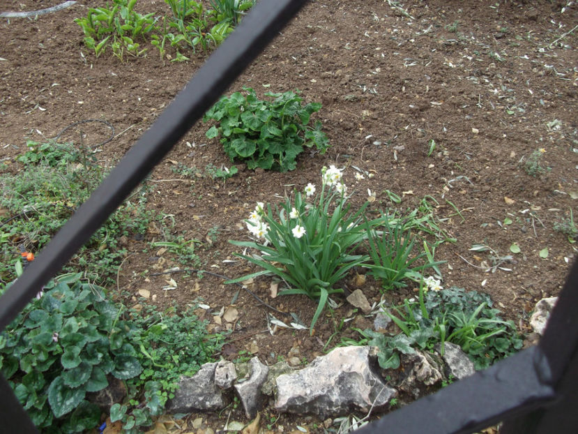 floricele - a cincea zi de pelerinaj