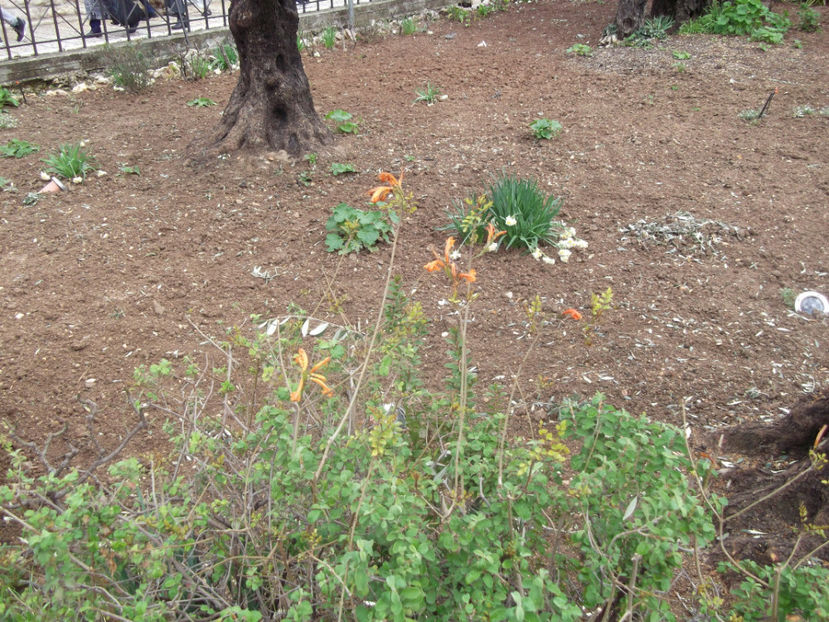 tara sfanta 716 - a cincea zi de pelerinaj