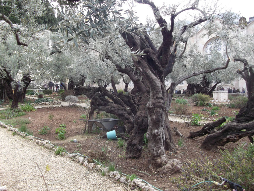 maslini batrani - a cincea zi de pelerinaj