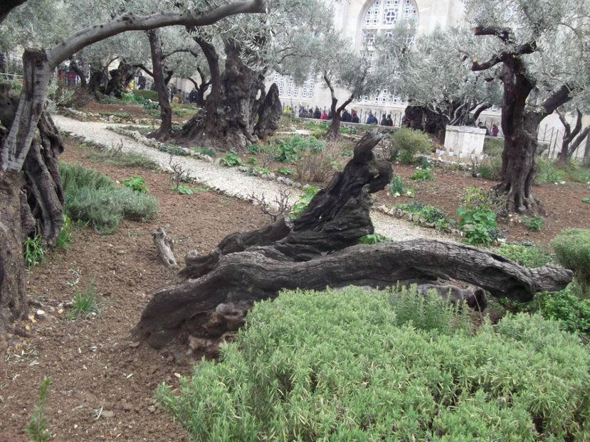 cel mai batran de 800 de ani - a cincea zi de pelerinaj