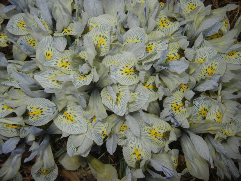 Iris Katharine Hodgkin (2017, March 19) - Iris reticulata Katharine Hodgkin