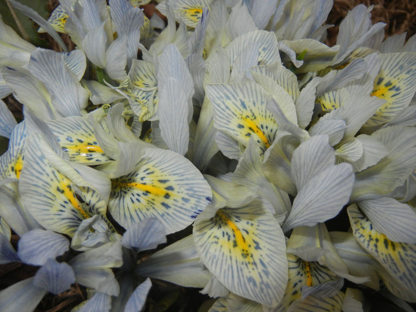 Iris Katharine Hodgkin (2017, March 19) - Iris reticulata Katharine Hodgkin