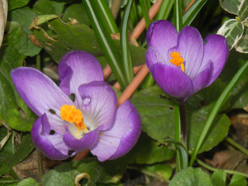 Crocus Remembrance (2017, March 19) - Crocus Remembrance