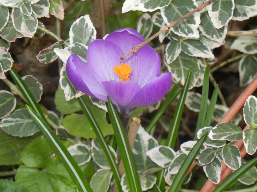 Crocus Remembrance (2017, March 19) - Crocus Remembrance