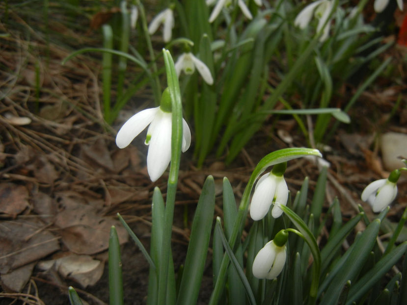 Snowdrops_Ghiocei (2017, March 03) - GHIOCEI_Galanthus nivalis