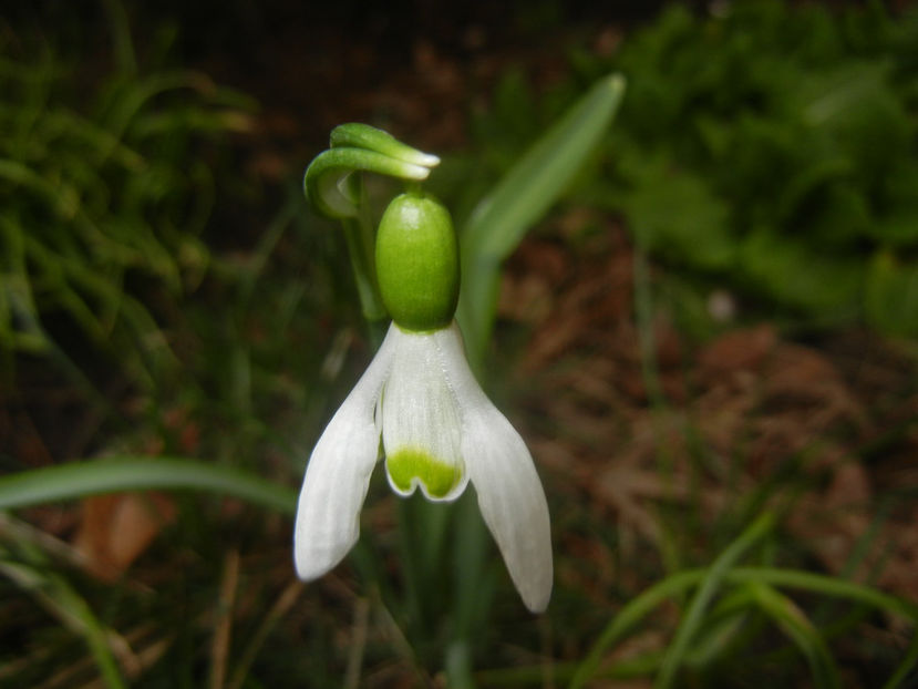 Snowdrops_Ghiocei (2017, March 12) - GHIOCEI_Galanthus nivalis