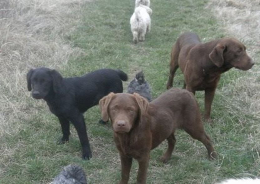 Labrador Retriever - Labrador Retriever