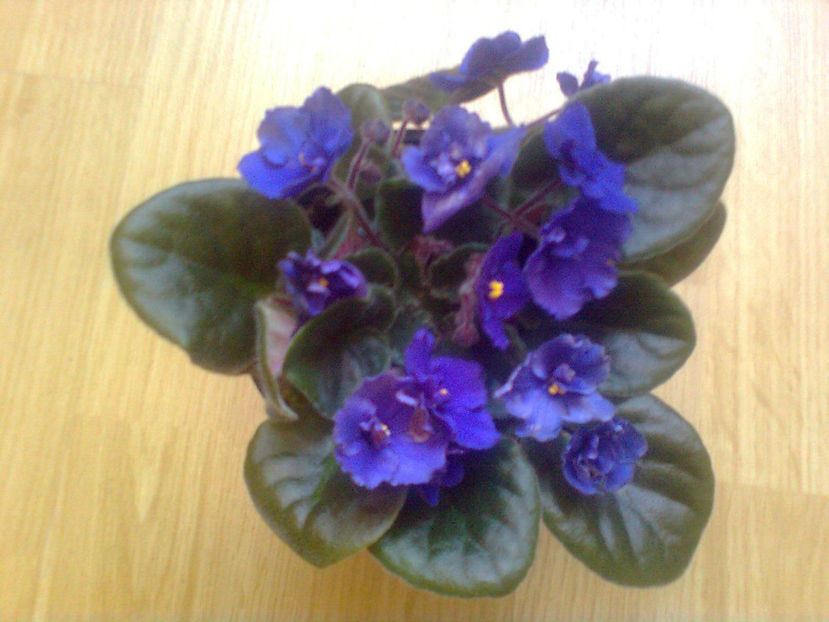  - VIOLETE DE PARMA