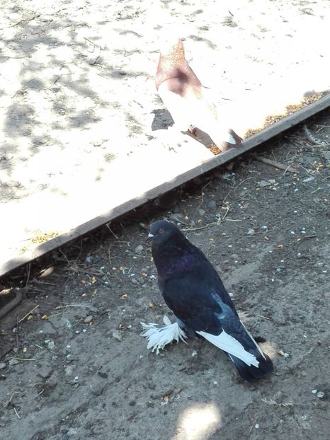 femela - 2016_2_Tineret