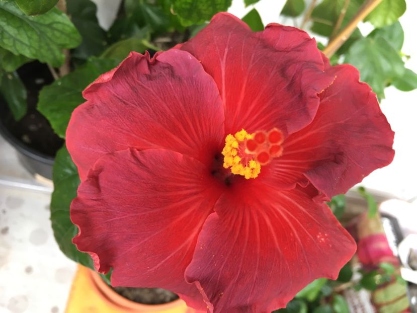 04.04.2017 - Electric Blue