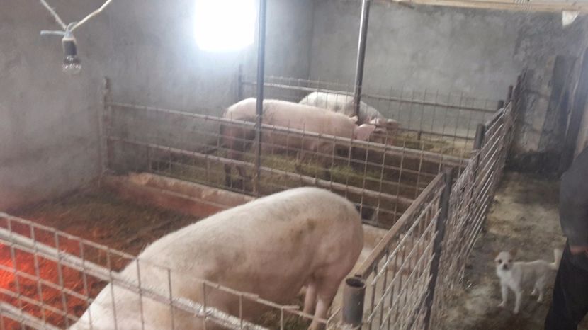  - scrofite reproductie de la ericluca