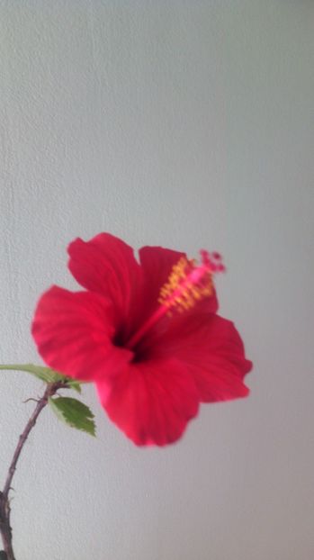 02.04.017 - HIBISCUS-2017