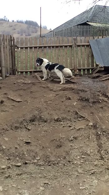  - Ciobanesc de bucovina