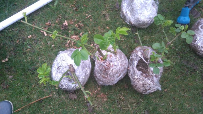 Cyrano de Bergerac - Diverse