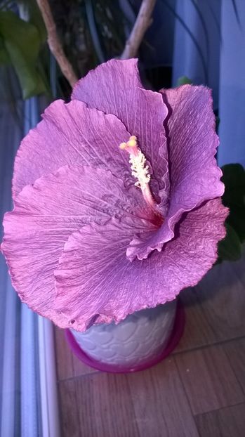  - Hibiscus