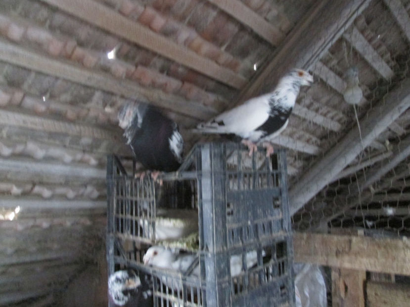  - 1 CARANCULAT ORADEA POZE 2017  NOI