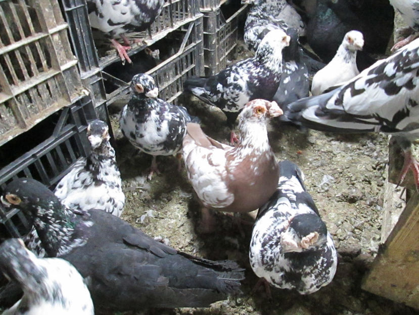  - 1 CARANCULAT ORADEA POZE 2017  NOI