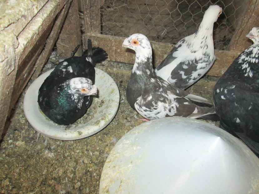  - 1 CARANCULAT ORADEA POZE 2017  NOI