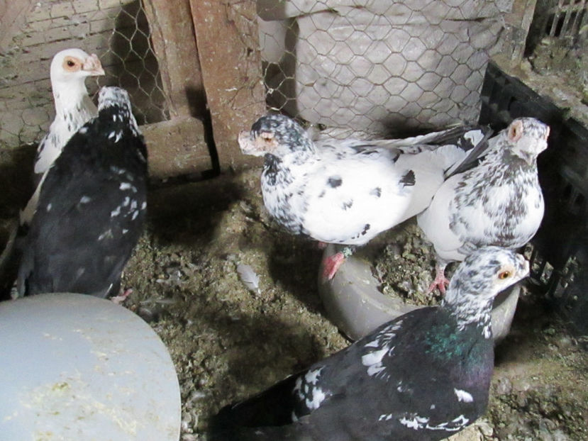  - 1 CARANCULAT ORADEA POZE 2017  NOI