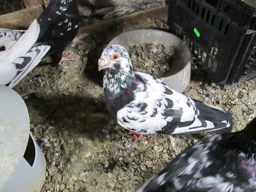  - 1 CARANCULAT ORADEA POZE 2017  NOI