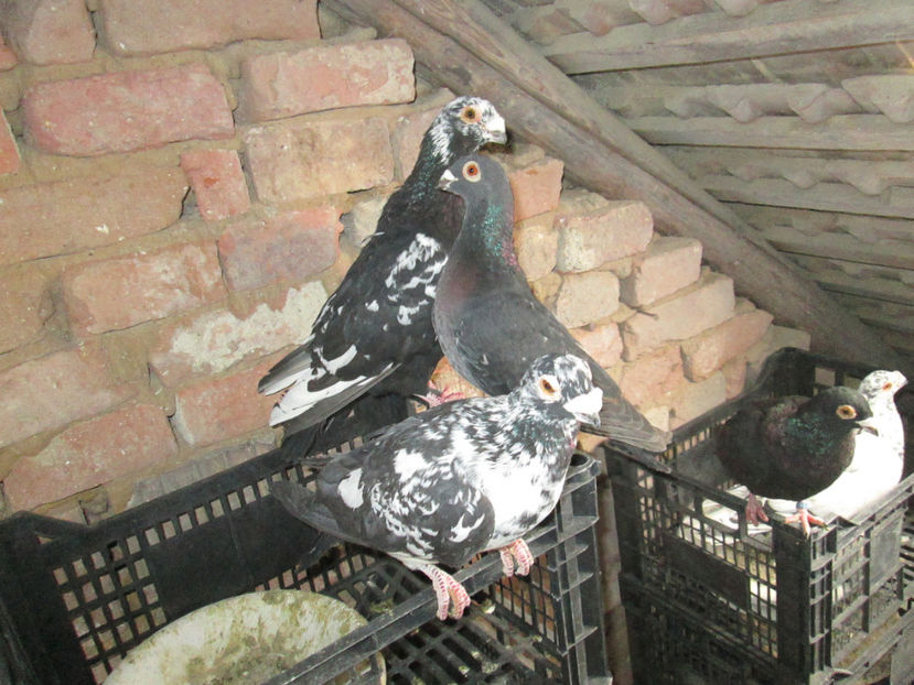  - 1 CARANCULAT ORADEA POZE 2017  NOI