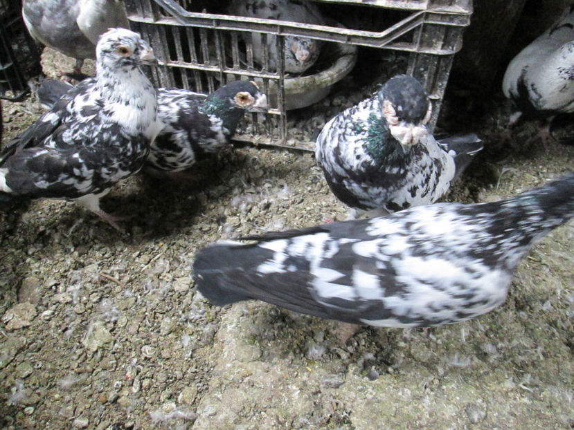  - 1 CARANCULAT ORADEA POZE 2017  NOI