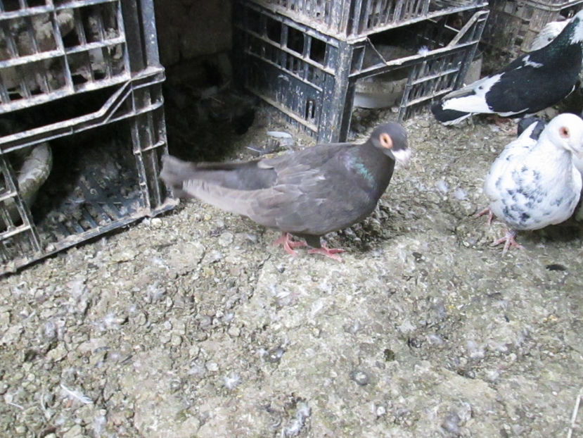  - 1 CARANCULAT ORADEA POZE 2017  NOI