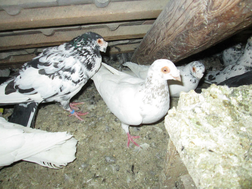  - 1 CARANCULAT ORADEA POZE 2017  NOI