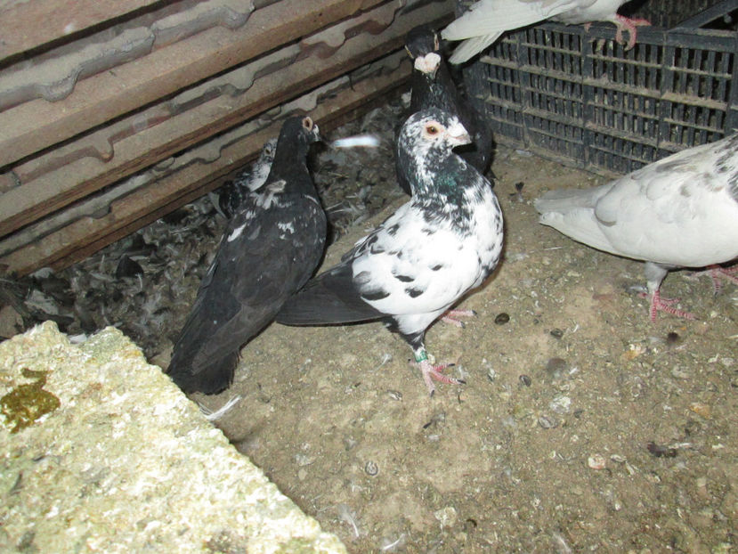  - 1 CARANCULAT ORADEA POZE 2017  NOI