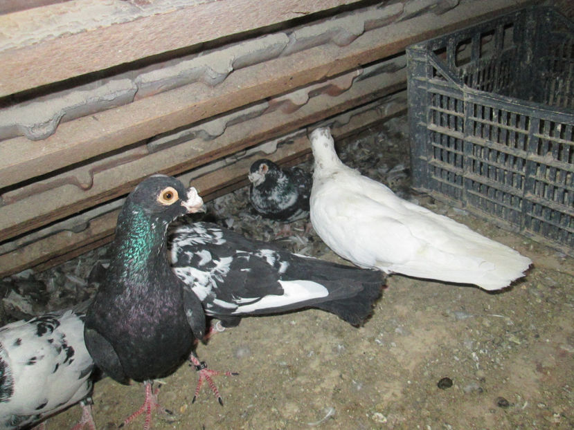  - 1 CARANCULAT ORADEA POZE 2017  NOI