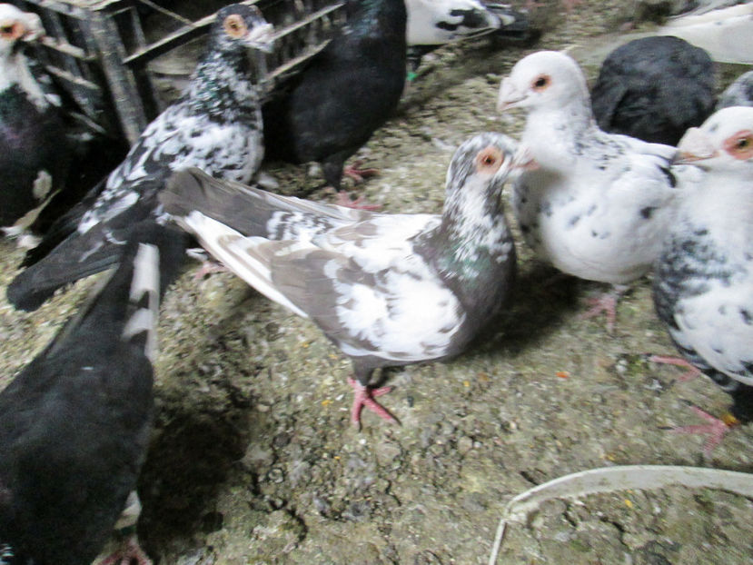  - 1 CARANCULAT ORADEA POZE 2017  NOI