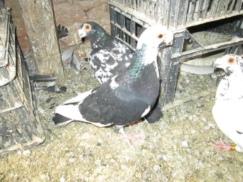  - 1 CARANCULAT ORADEA POZE 2017  NOI