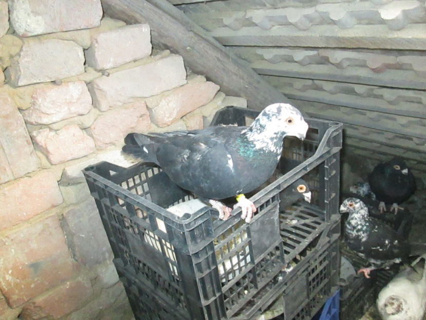  - 1 CARANCULAT ORADEA POZE 2017  NOI