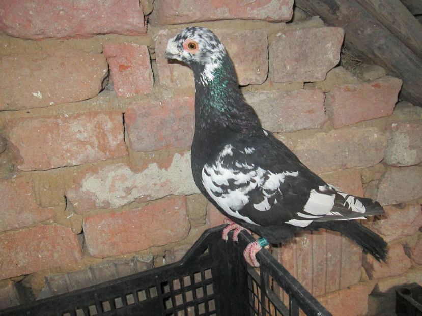  - 1 CARANCULAT ORADEA POZE 2017  NOI